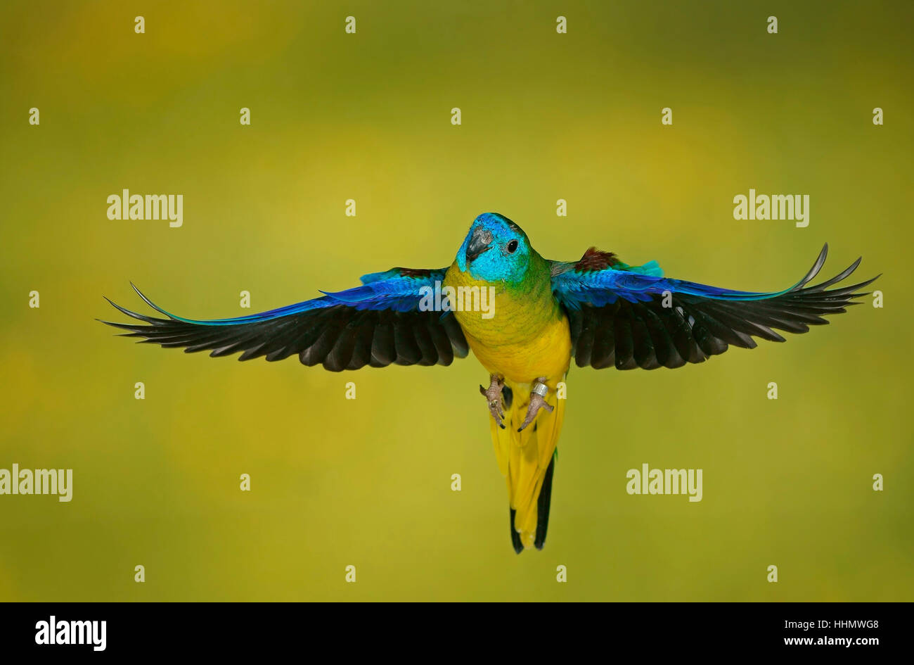 Turquoise parrot (Neophema pulchella) in flight, captive, Germany Stock ...