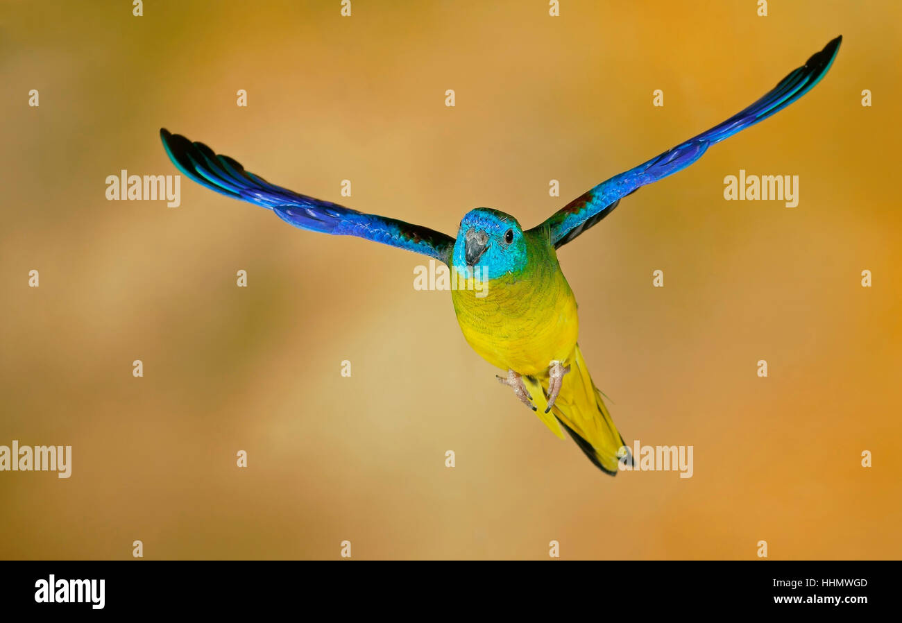 Turquoise parrot (Neophema pulchella) in flight, captive, Germany Stock Photo