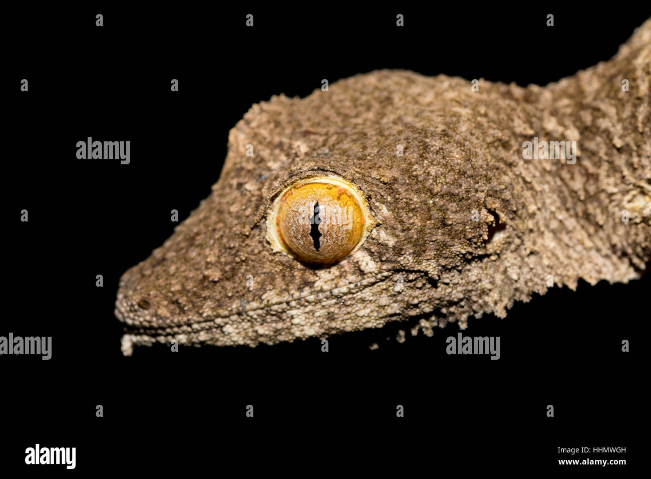 reptile giant leaf-tailed gecko, Uroplatus fimbriatus, Ankarana Special Reserve in northern Madagascar. Endemic animal, nocturnal photo, Madagascar wi Stock Photo