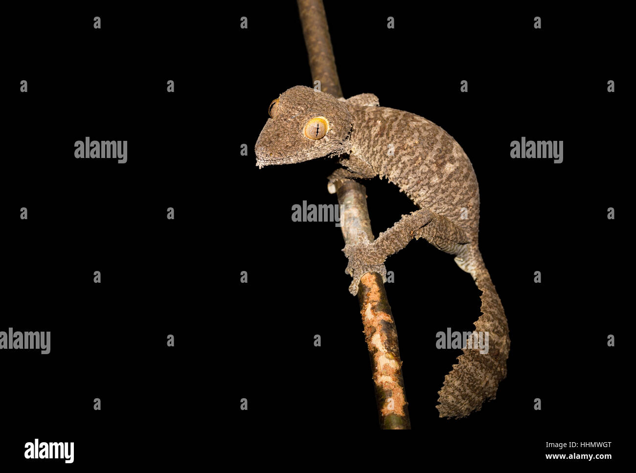 reptile giant leaf-tailed gecko, Uroplatus fimbriatus, Ankarana Special Reserve in northern Madagascar. Endemic animal, nocturnal photo, Madagascar wi Stock Photo