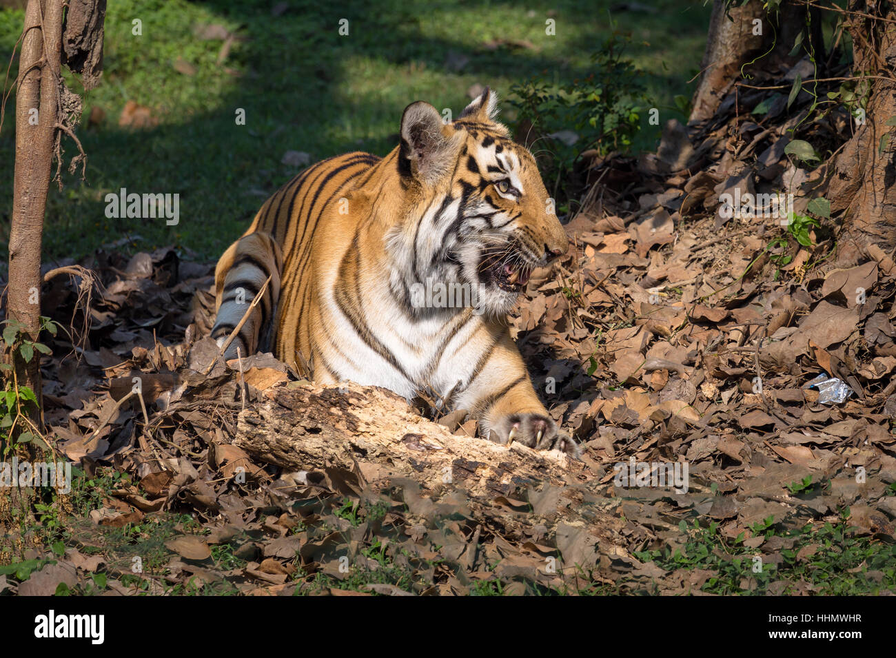The Bengal tiger in a natural habitat environment at a wildlife