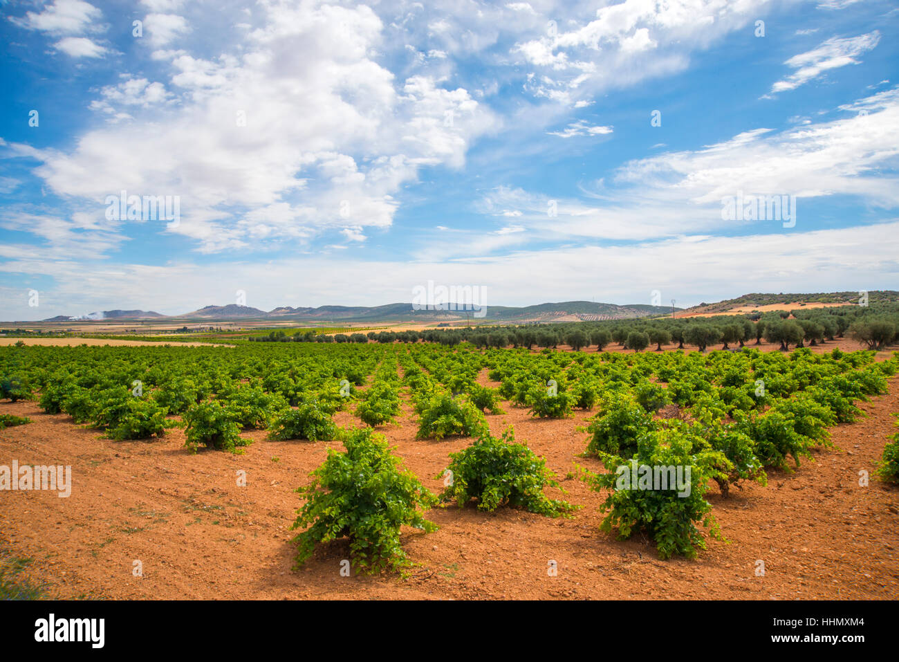 Vineyard and olive grove. Mora, Toledo province, Castilla La Mancha, Spain. Stock Photo