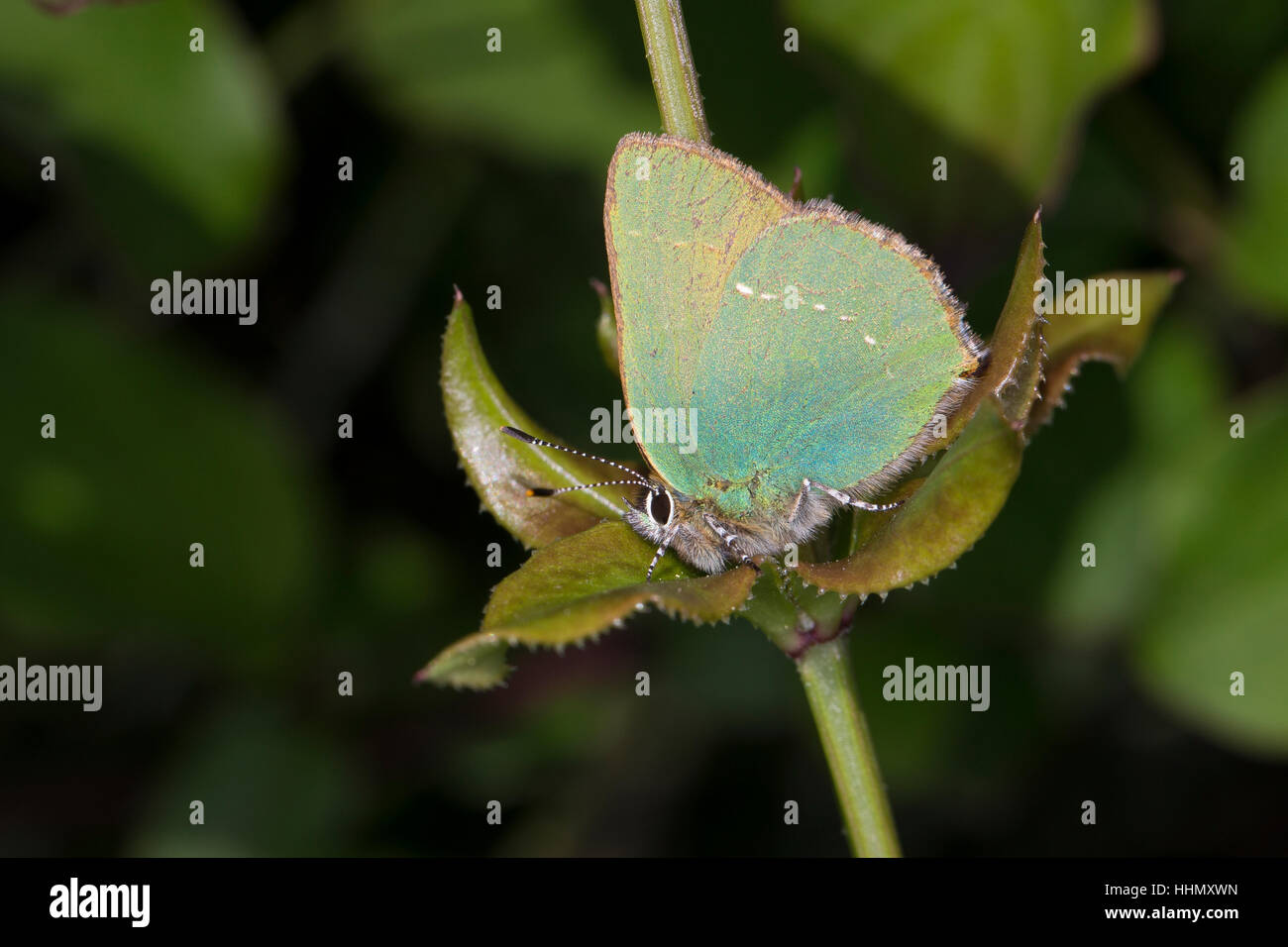 Grüner Zipfelfalter, Brombeer-Zipfelfalter, Brombeerzipfelfalter, Callophrys rubi, Green Hairstreak Stock Photo