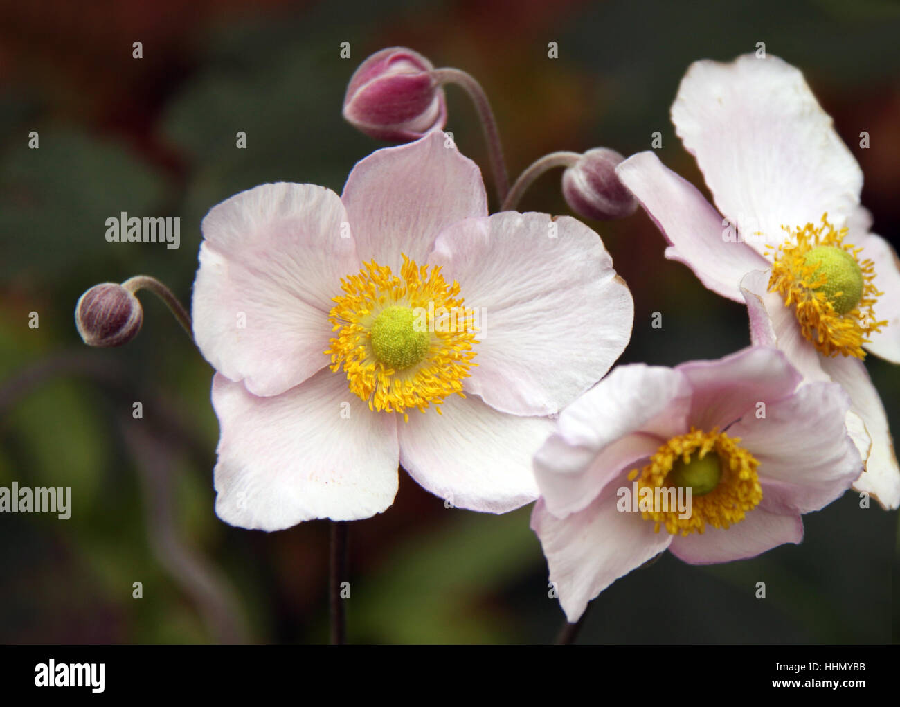 china anemone - anemone hupehensis Stock Photo