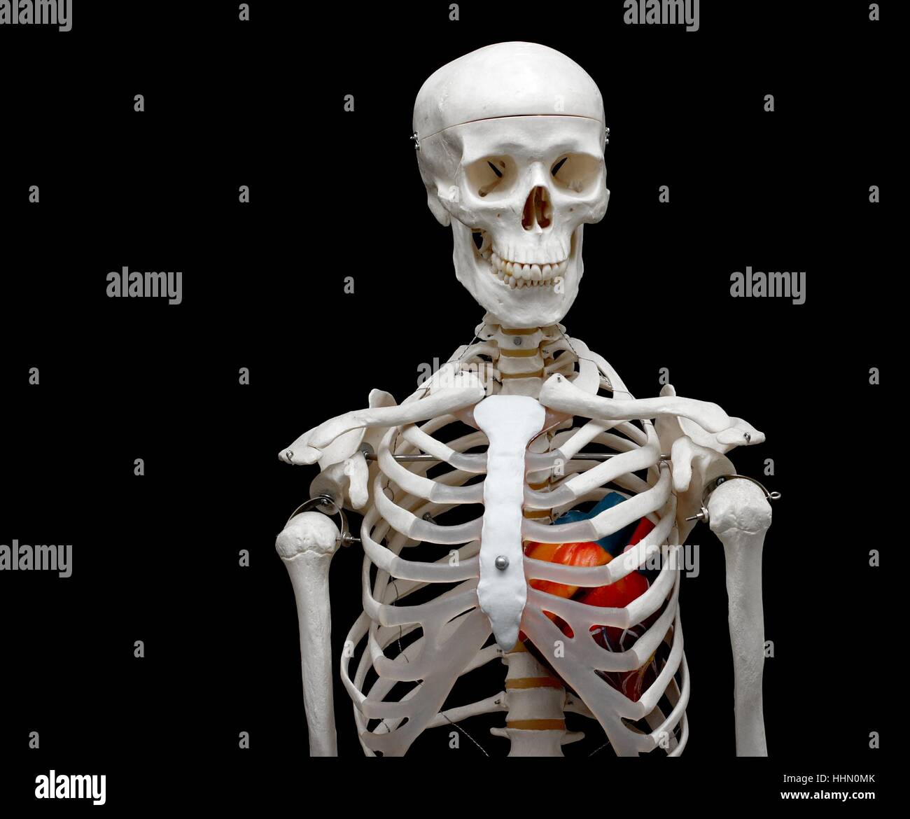 Люди скелеты живые. Скелет человека после смерти.
