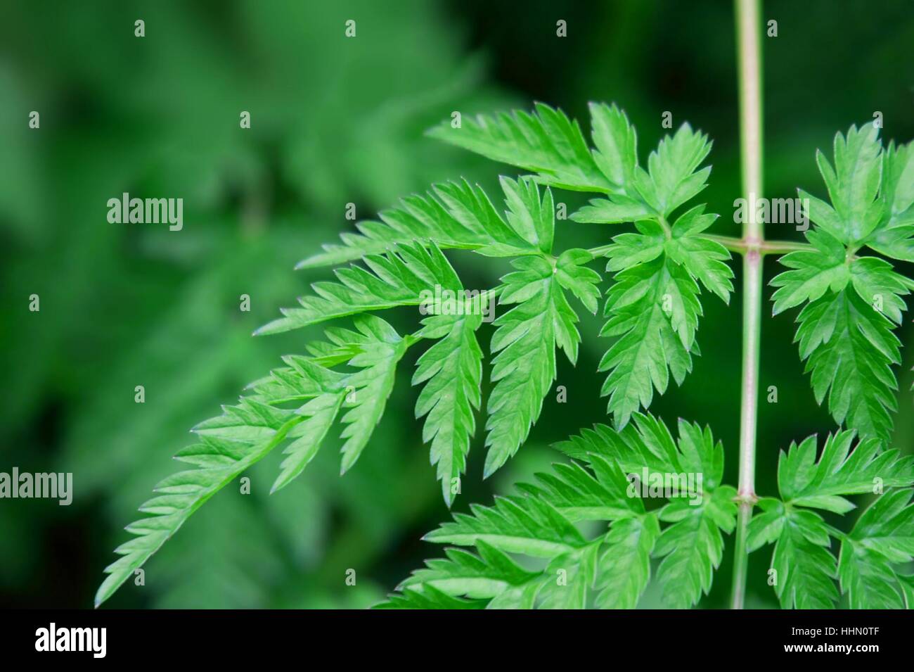 leaf, summer, summerly, spring, bush, vegetation, lawn, green, plant ...