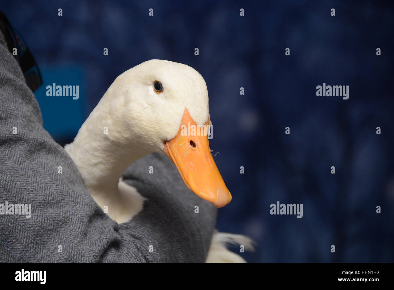 'Aflac Holiday Helpers' campaign launch with Kevin Jonas and Danielle