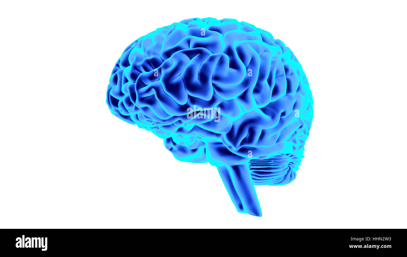 Human brain 3D render Stock Photo