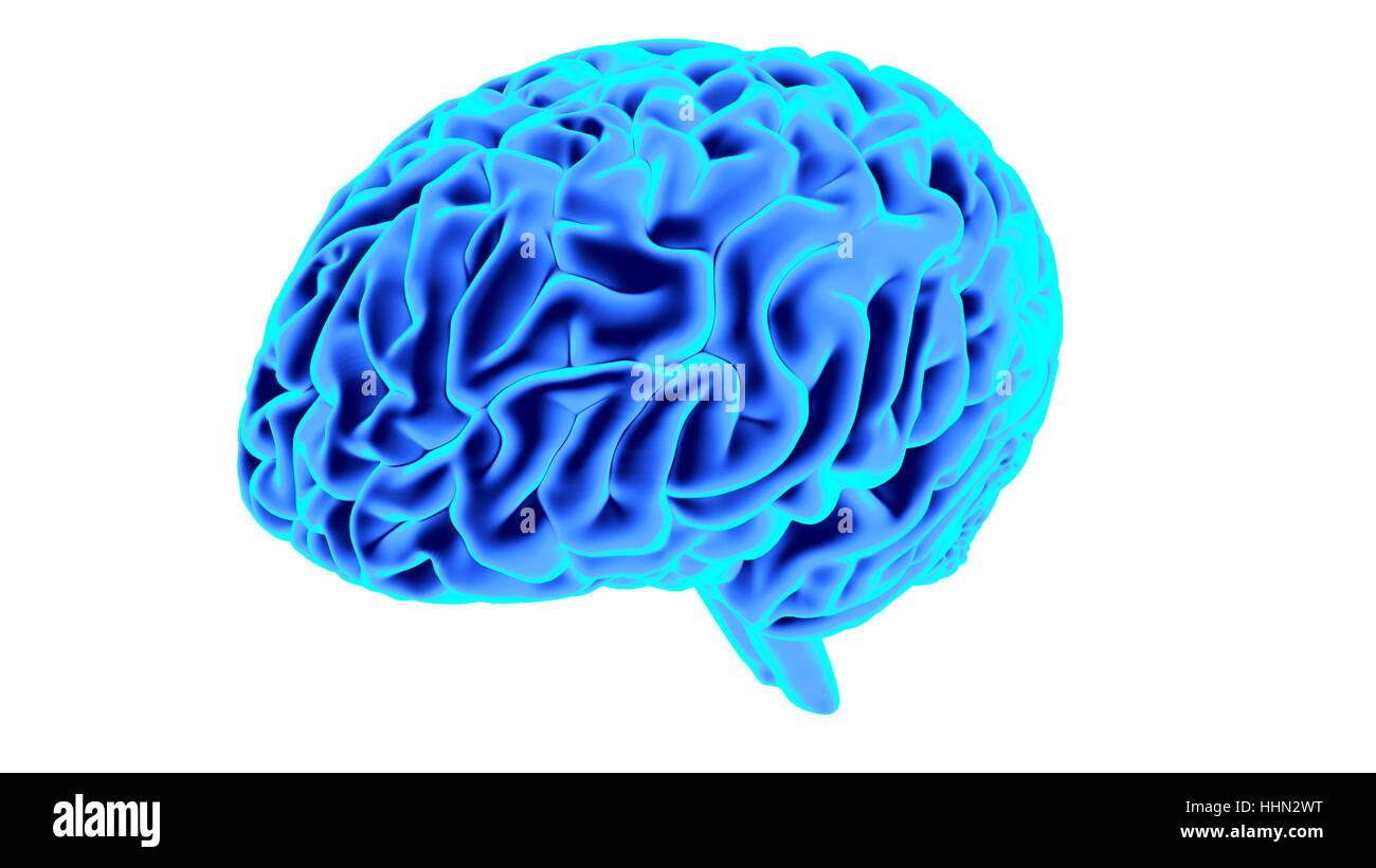 Human brain 3D render Stock Photo