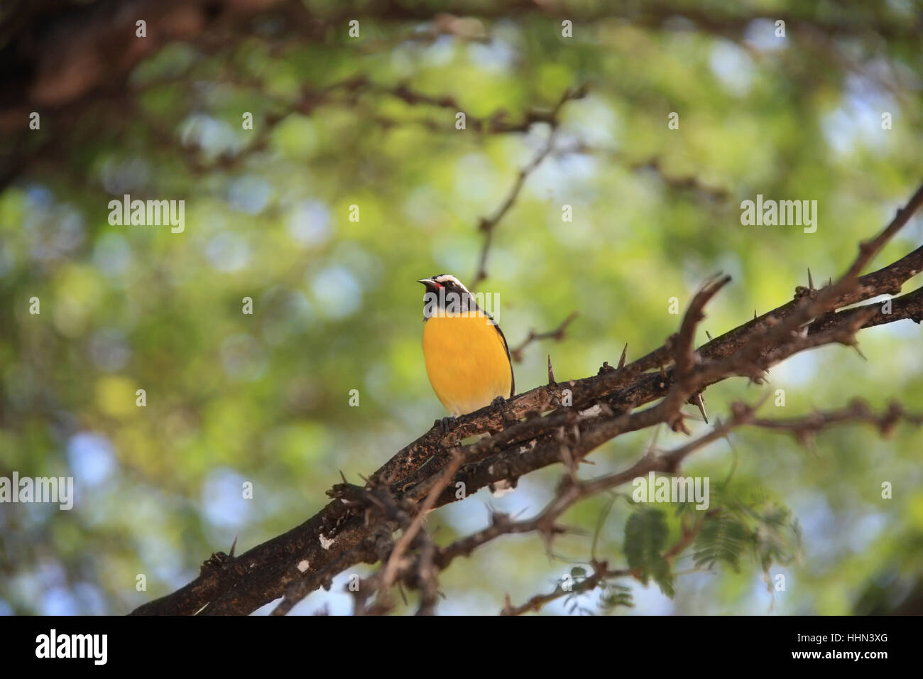 Bananaquit Bird (Coereba flaveola) on a branch in Curacao Stock Photo