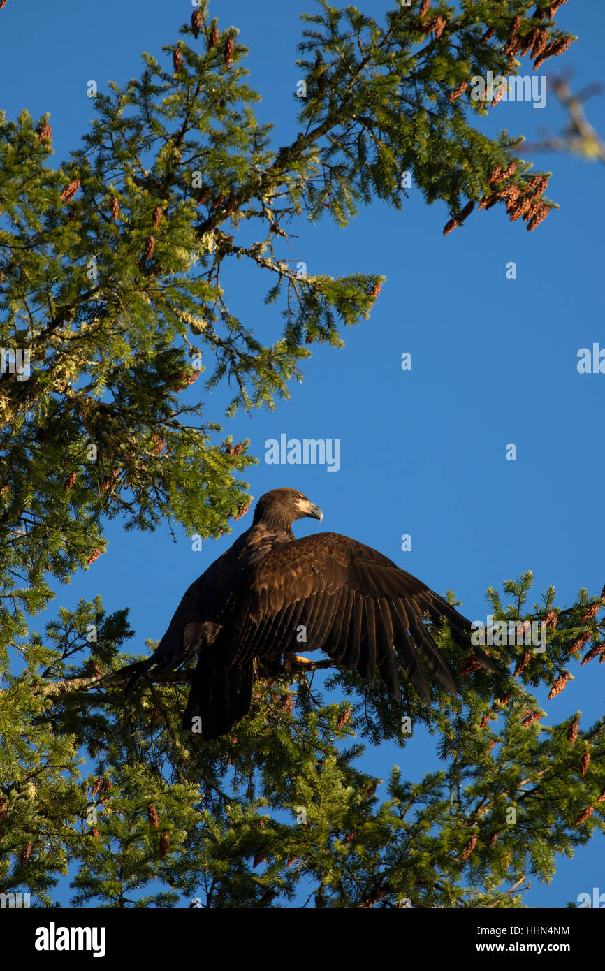 Bald eagle, Kennedy Creek Natural Area Preserve, Mason County, Washington Stock Photo