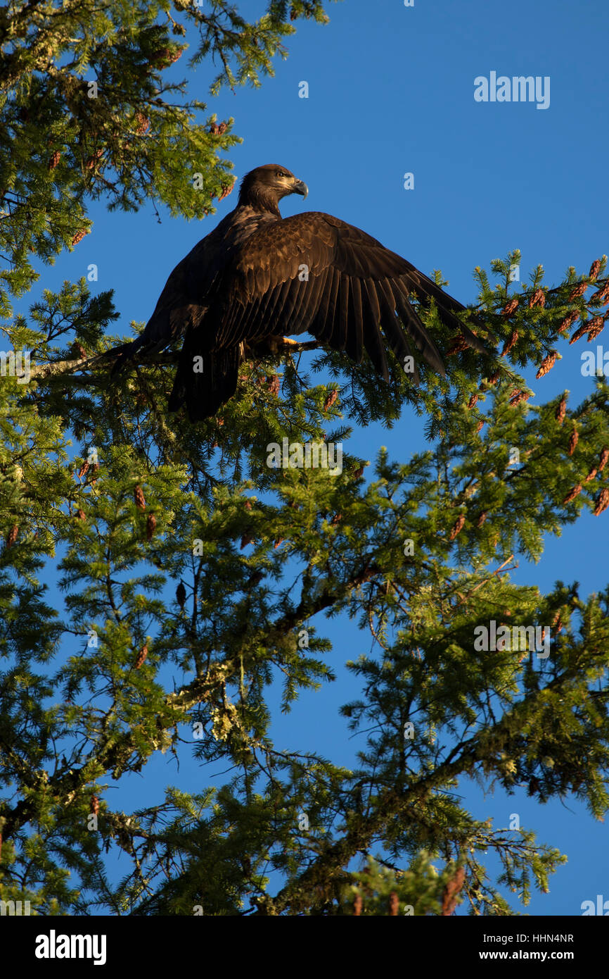 Bald eagle, Kennedy Creek Natural Area Preserve, Mason County, Washington Stock Photo
