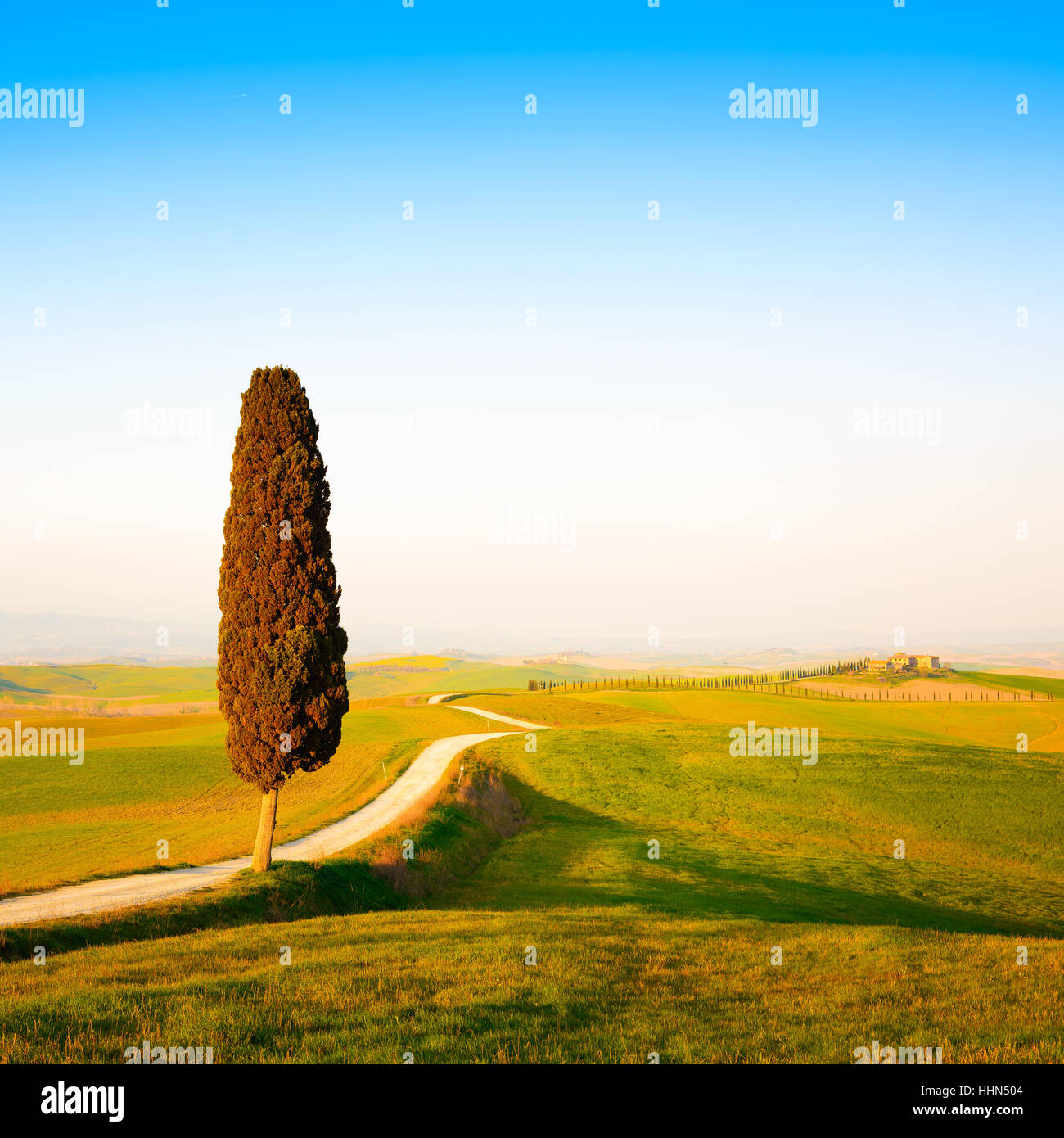 Tuscany, lonely cypress tree and white rural road on sunset. Siena, Orcia Valley, Italy, Europe. Stock Photo