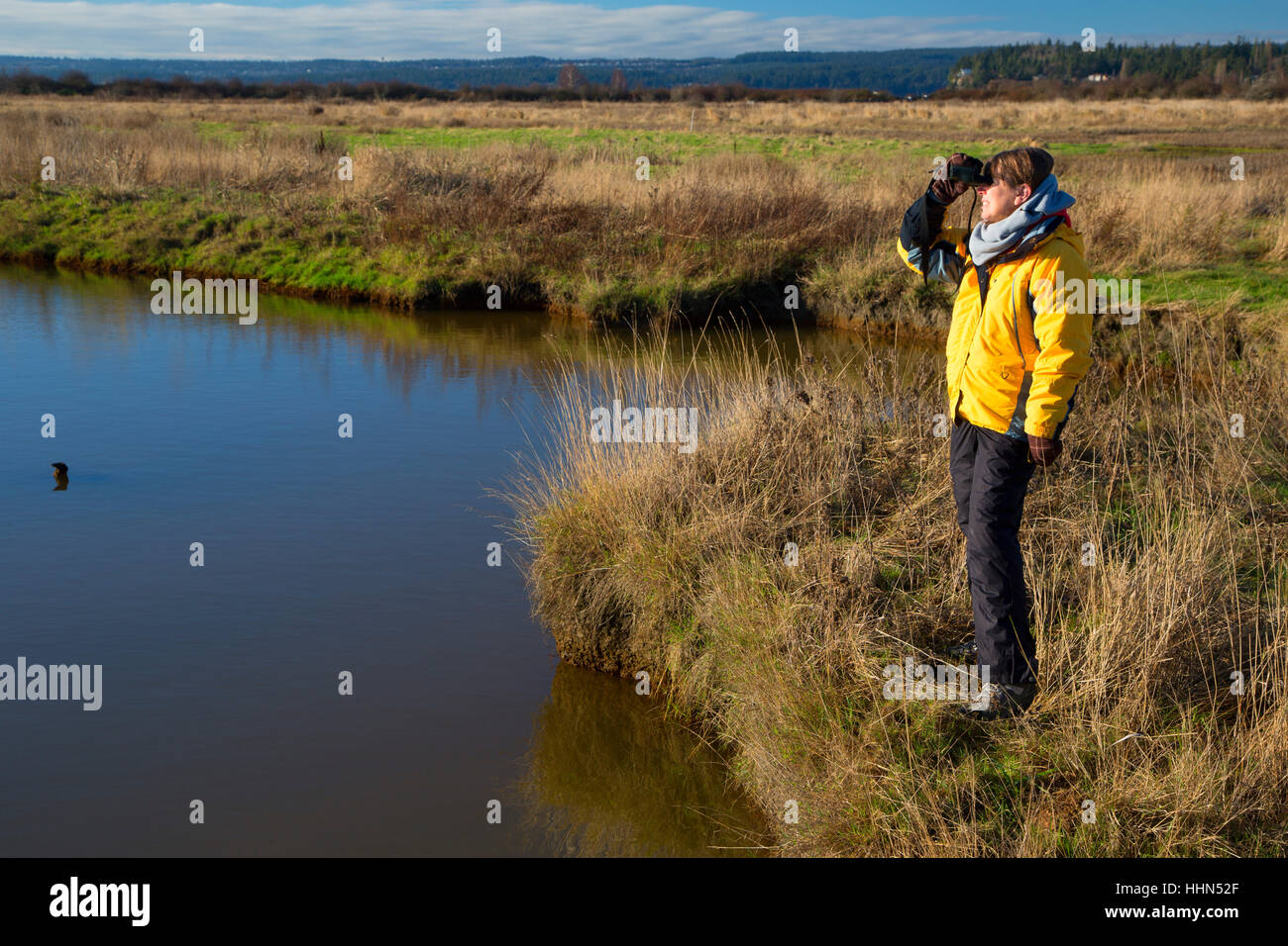 Birding, Leque Island Wildlife Area, Washington Stock Photo Alamy