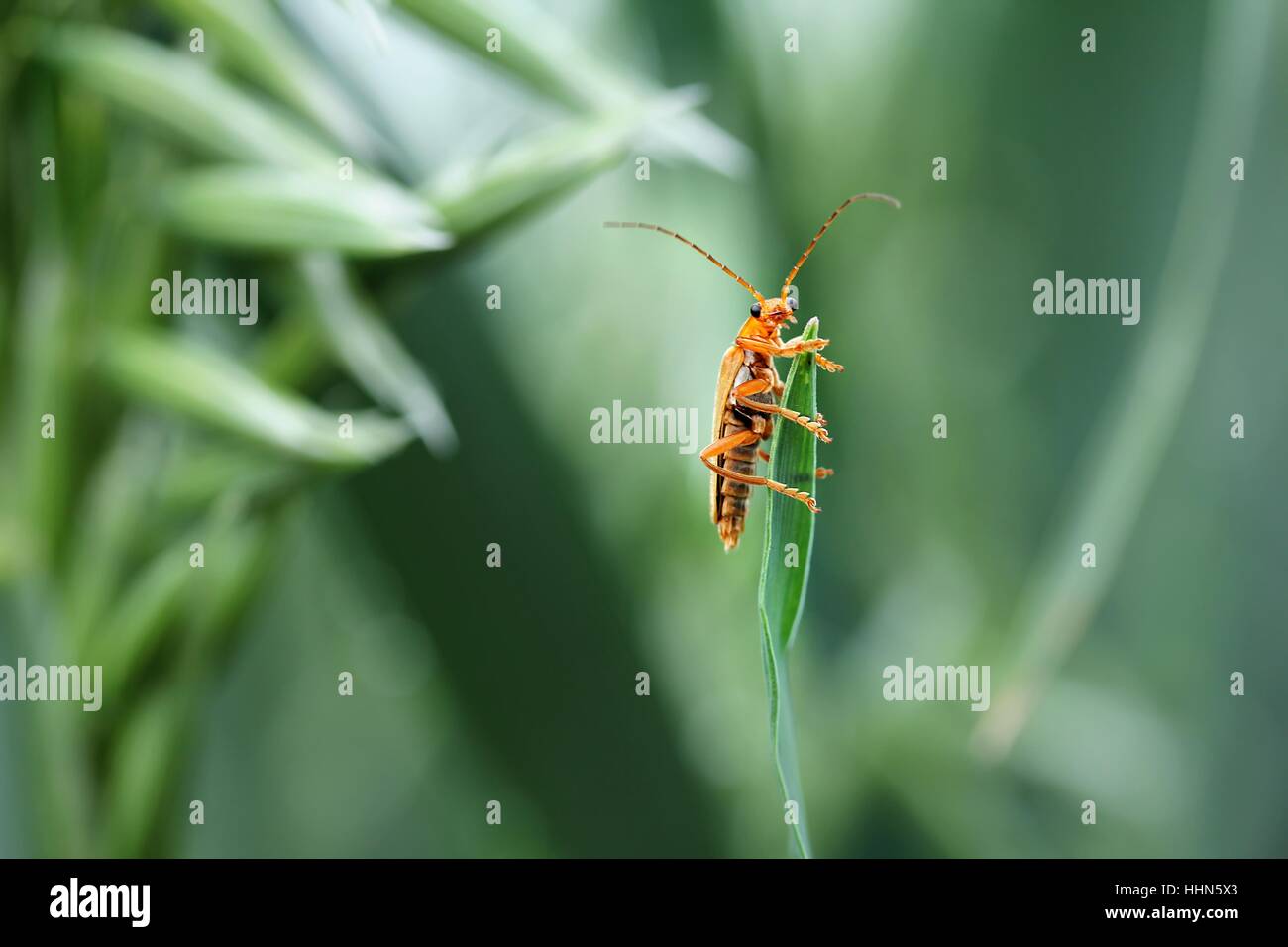 oats, macro, close-up, macro admission, close up view, green, curious, nosey, Stock Photo