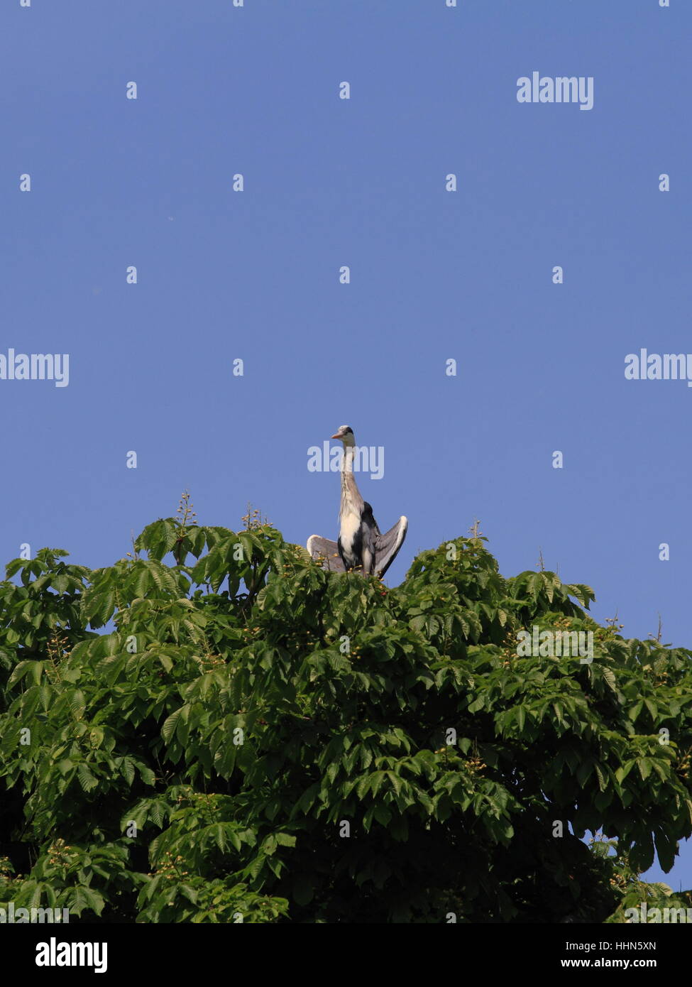 bird, birds, location shot, heron, tree, park, bird, green, birds