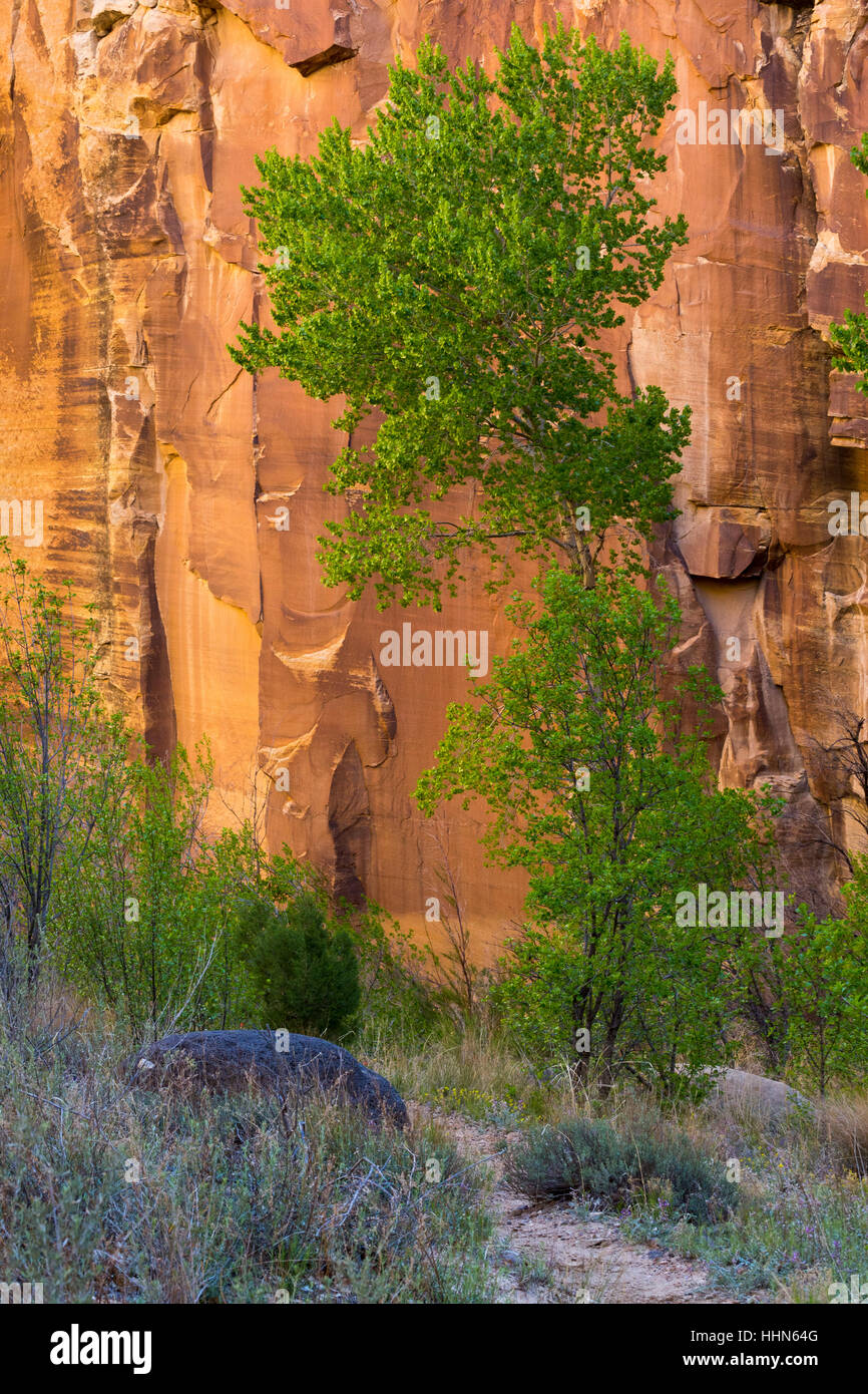 A cottonwood tree against a sandstone cliff in the Escalante River