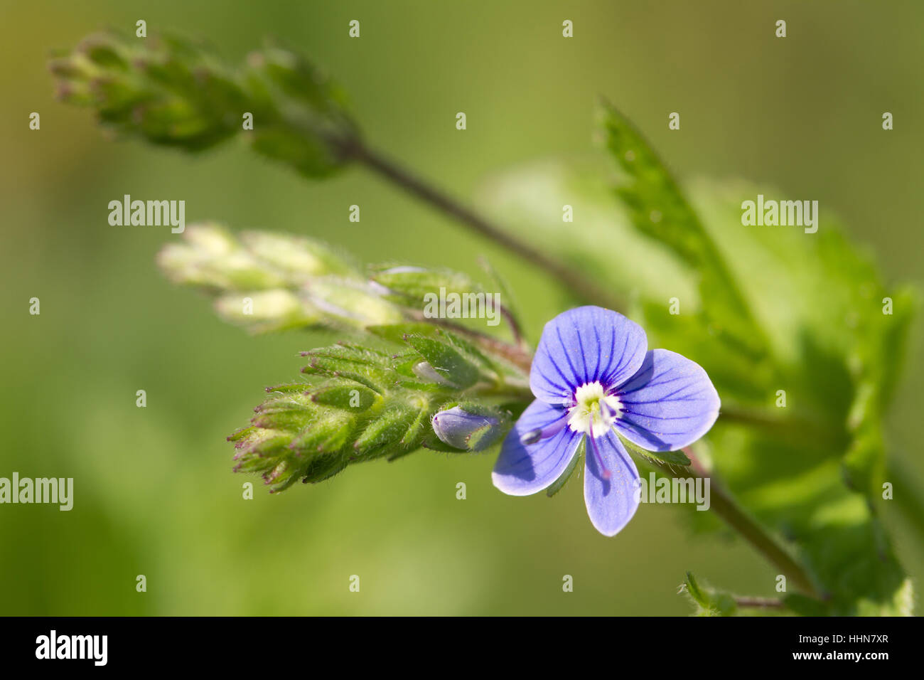 Beautiful floral background of the spring field of blue flowers Stock Photo
