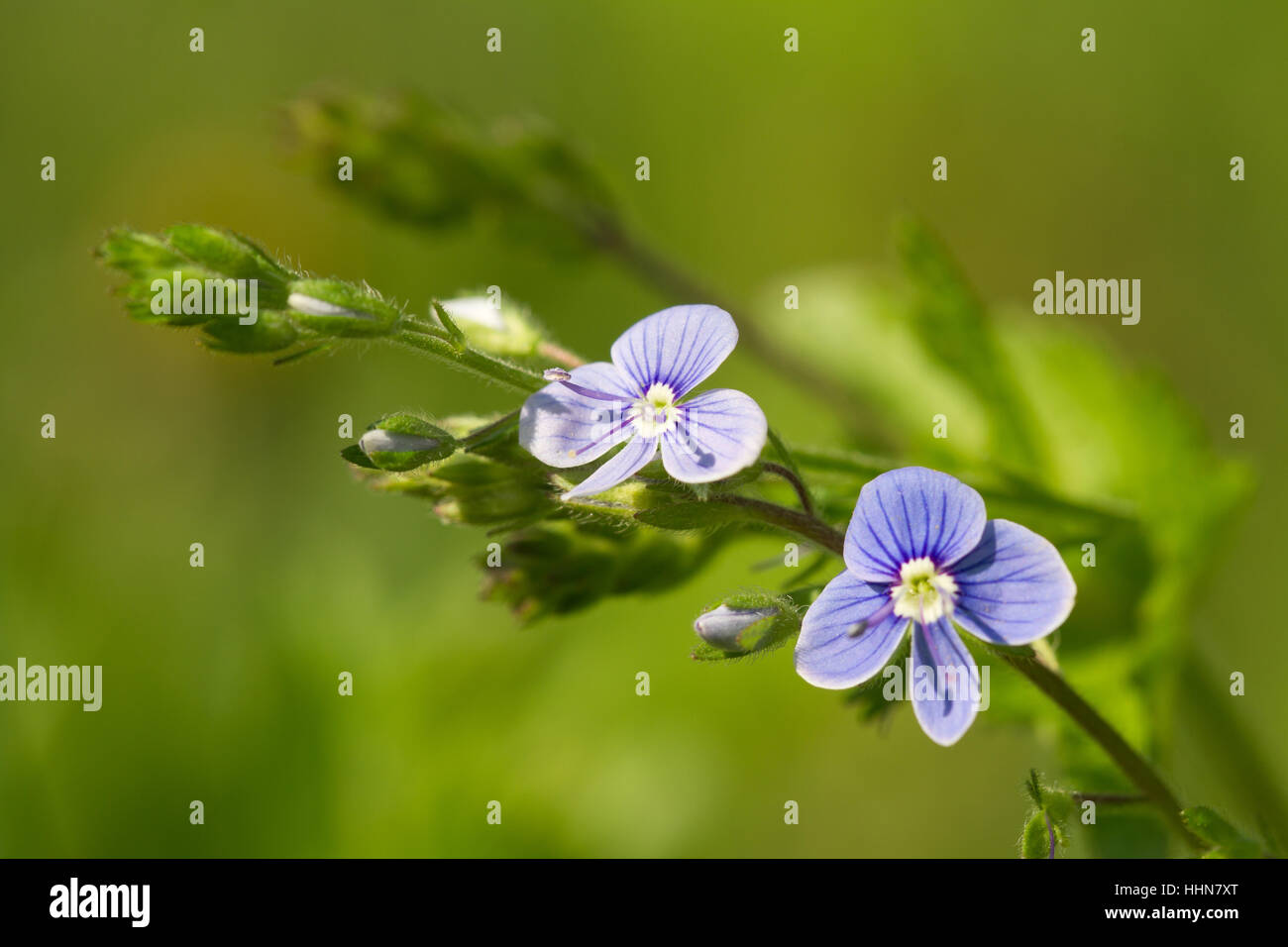 Beautiful floral background of spring flowers field veronica Stock Photo
