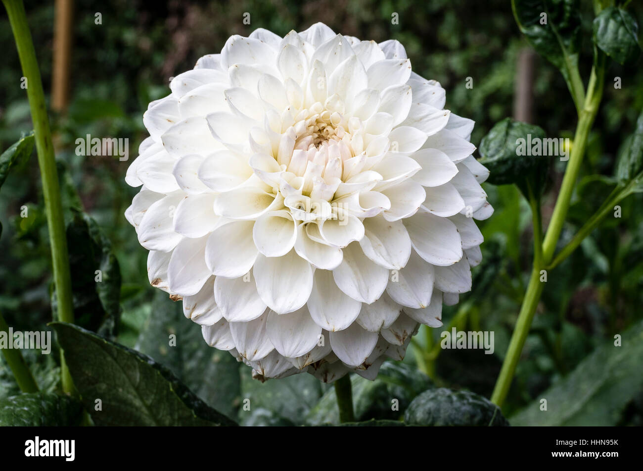 Dahlia Ryecroft Brenda flowering in September in UK showing onset of ageing Stock Photo Alamy