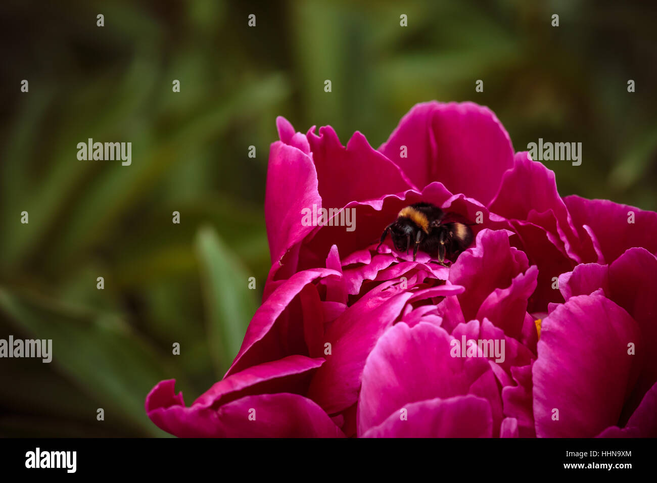 One ordinary bumblebee in pink peonies on background Stock Photo