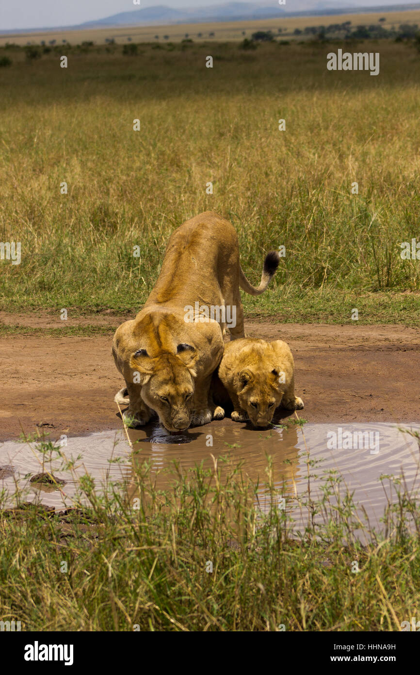 kenya, safari, lions, waterhole, kenya, safari, lions, waterhole, junger lwe, Stock Photo