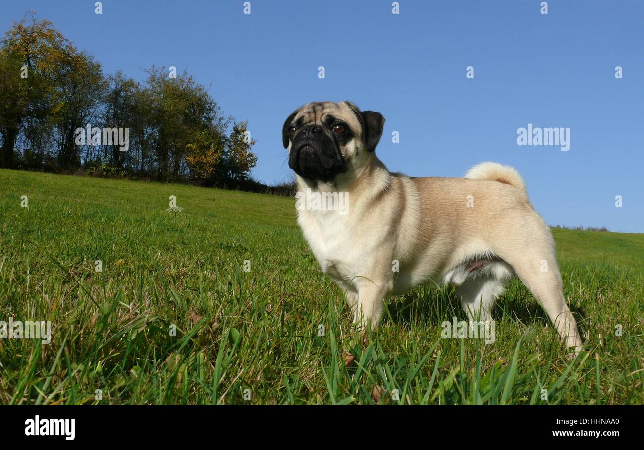 dogs, pug, prouder, animal, pet, animals, pets, animal portrait, dog, dogs, Stock Photo