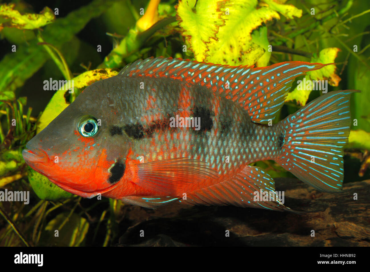 Mexican Fire Mouth (Thorichthys meeki) - male Stock Photo