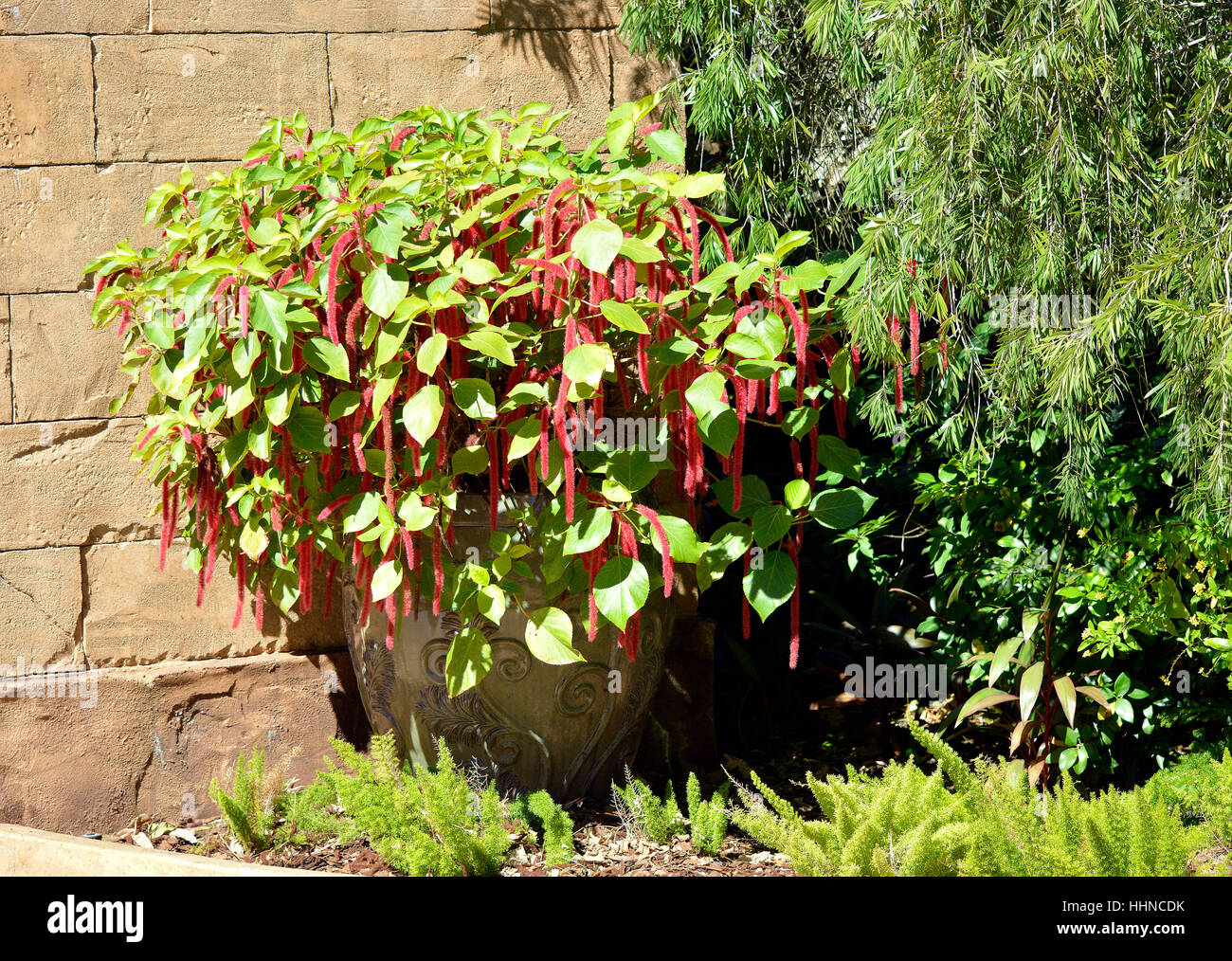 Red-hot cat's tail Latin name Acalypha hispida Stock Photo