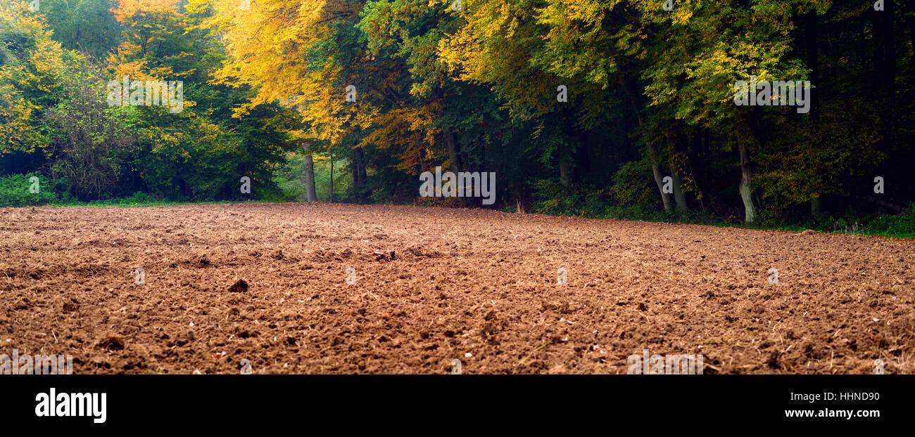 tree, ground, soil, earth, humus, agriculture, farming, deciduous tree ...