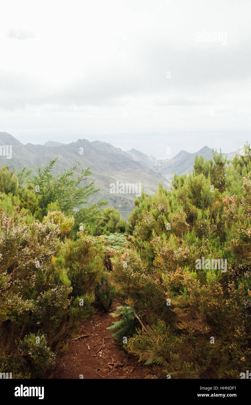 Tenerife greenery Stock Photo