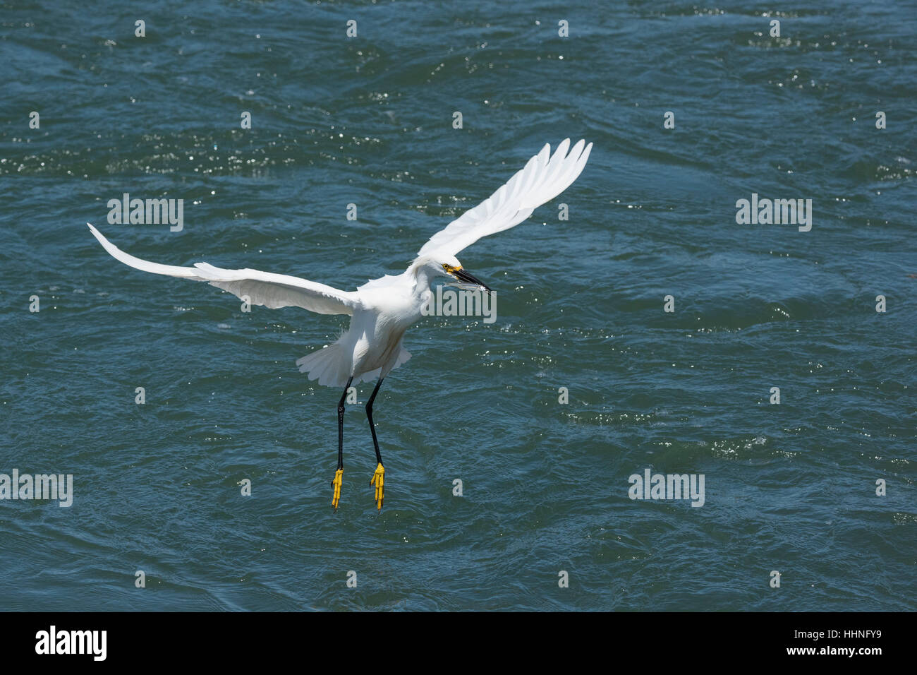 snowy egret, Egretta thula, with a fish in its bill that it has just plucked from an incoming tidal stream at Elkhorn Slough, Moss Landing, California Stock Photo