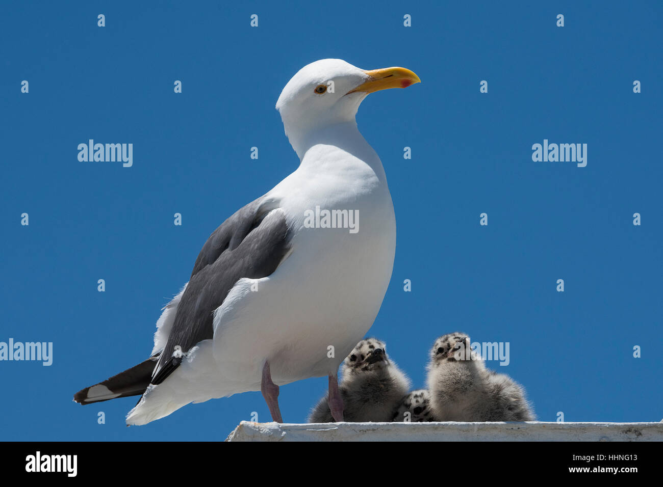 western gull, Larus occidentalis, with chicks, on top of shipping container in parking lot, just off highway, Moss Landing, California, United States Stock Photo
