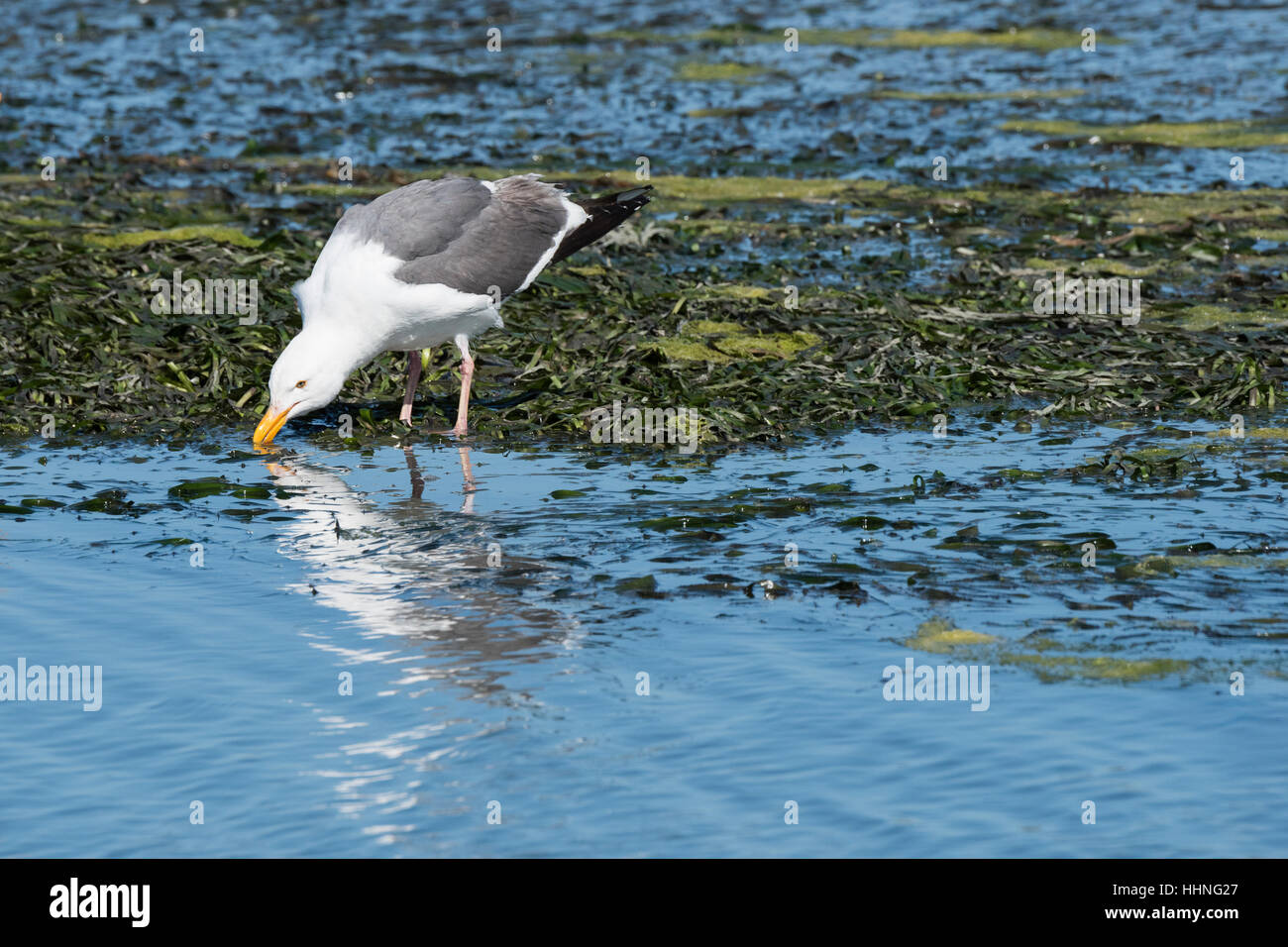 western gull, Larus occidentalis, drinking or feeding in tidal estuary, Elkhorn Slough, Moss Landing, California, United States Stock Photo