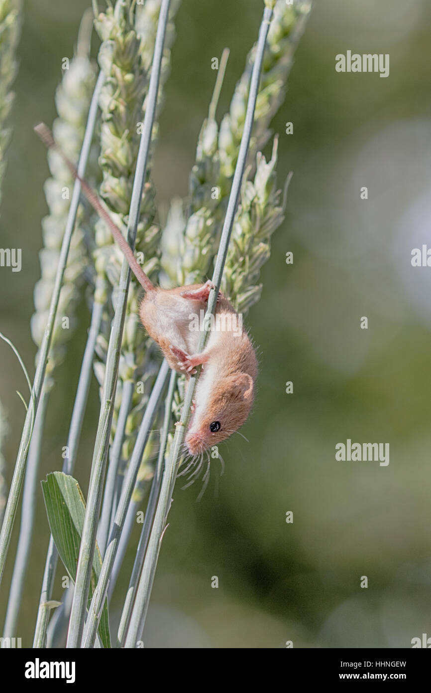 Harvest Mouse ( Micromys minutus ) climbing on wheat in Autumn / Fall Stock Photo