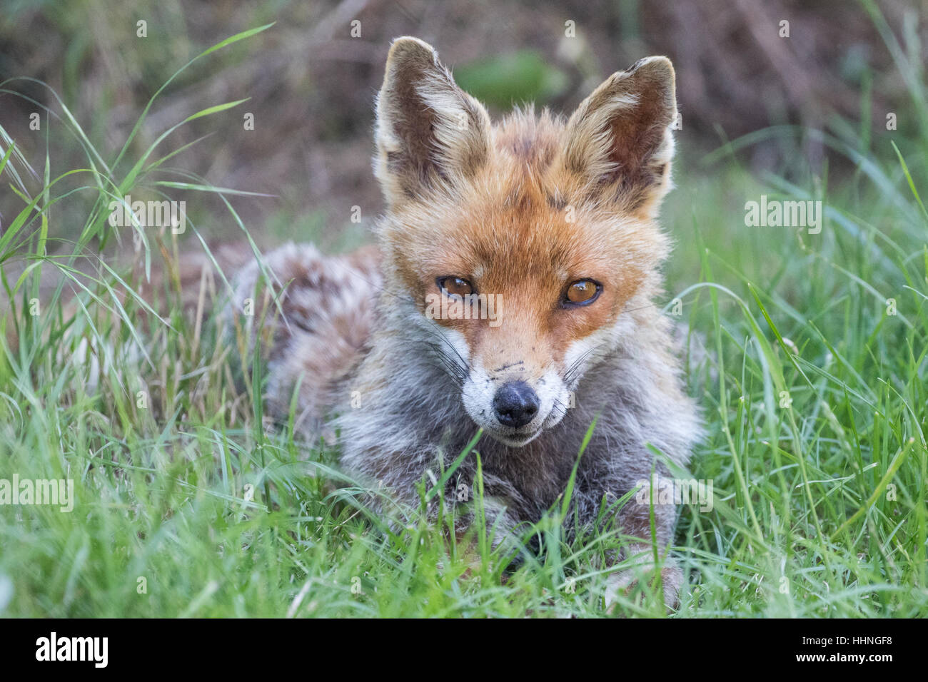 Red Fox ( Vulpes ) Close Up in Grass Stock Photo