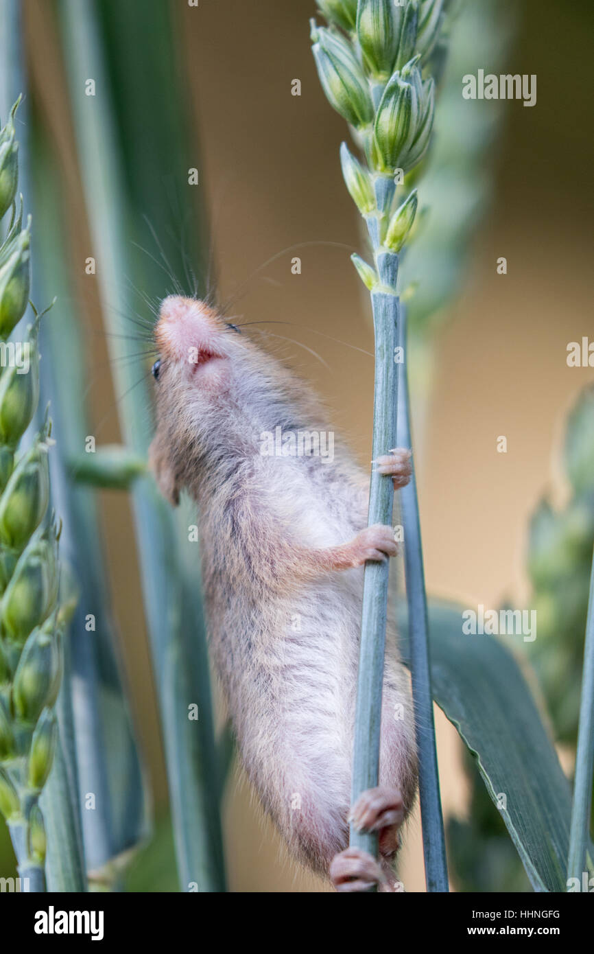 Harvest Mouse ( Micromys minutus ) climbing on wheat in Autumn / Fall Stock Photo