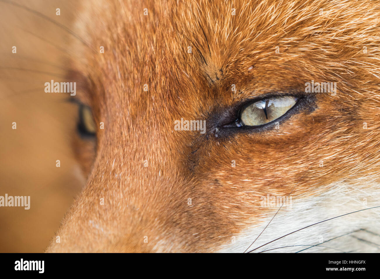 Red Fox ( Vulpes ) Close up of Face and Eye Stock Photo