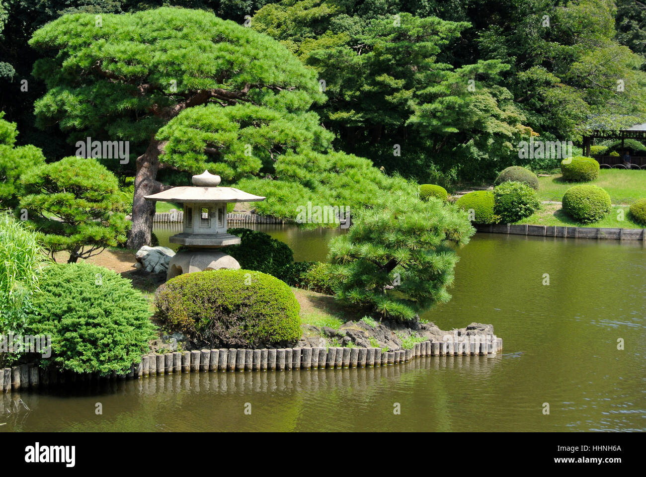 An evergreen pine tree growing near a small lake within the Shinjuku Gyoen  National Garden in Tokyo Japan on a sunny day Stock Photo - Alamy