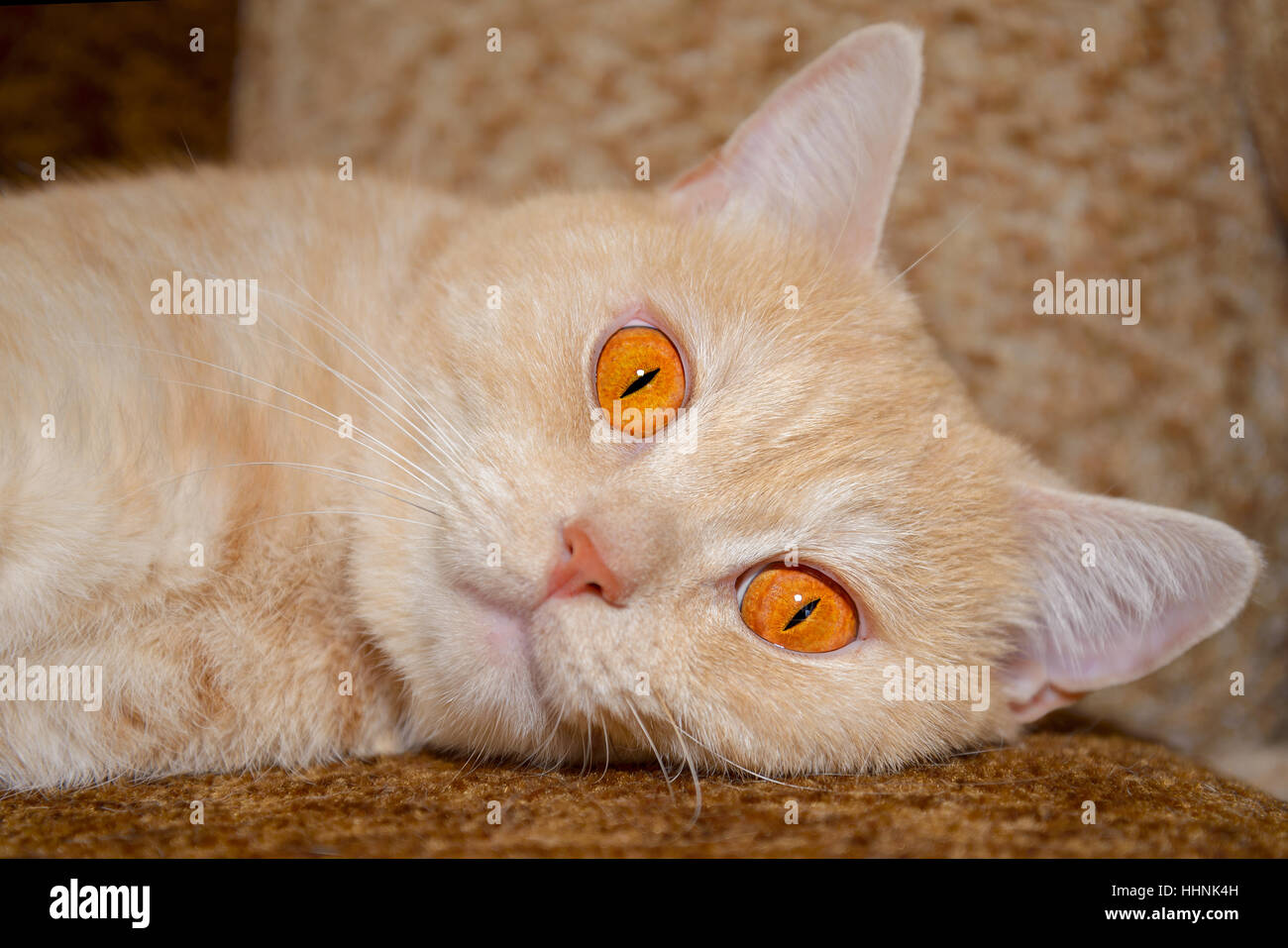 Red Cat With Big Orange Eyes Lying On The Couch Stock Photo