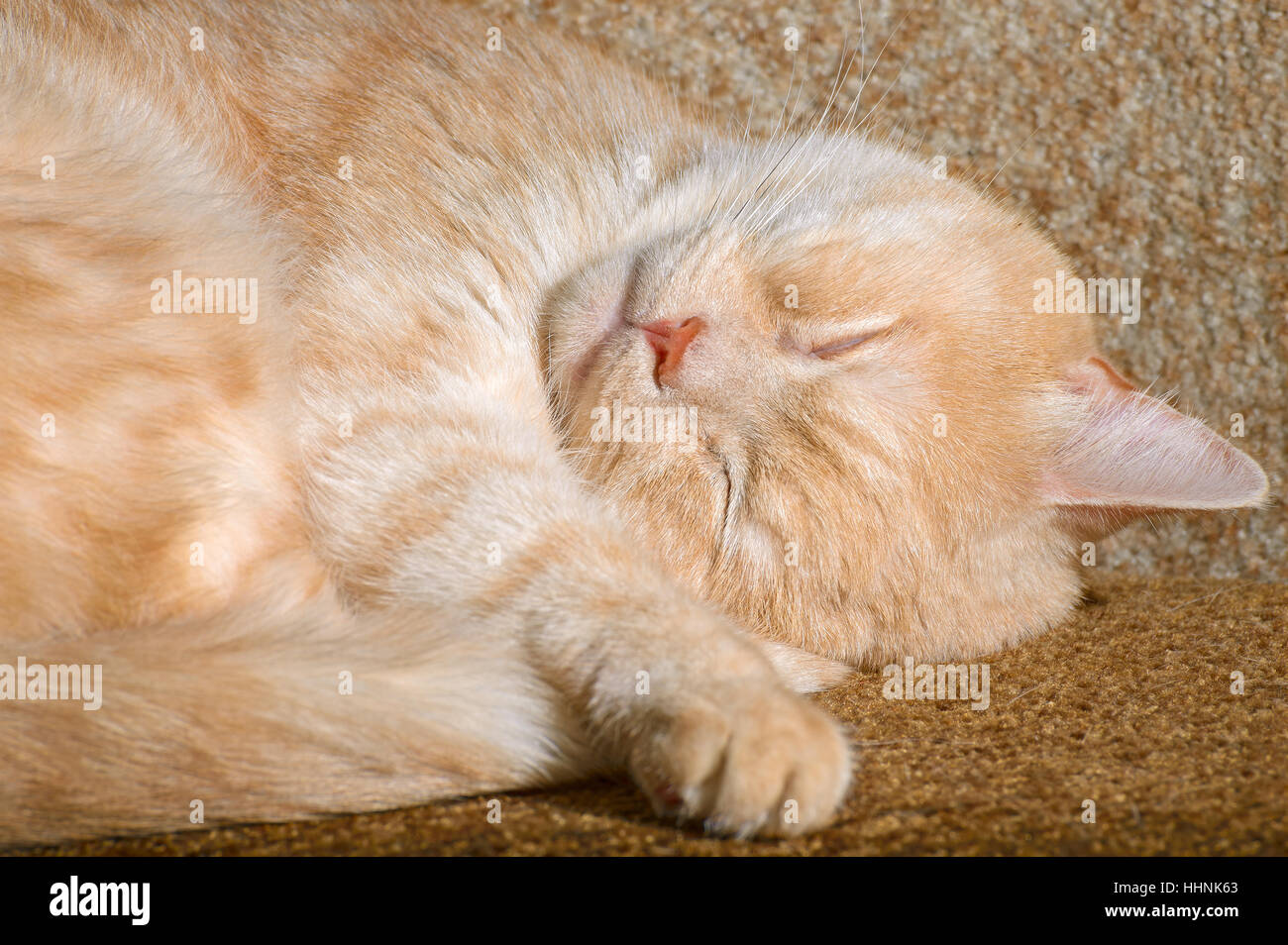 Red cat breeds Scottish-straight sleeping on the couch Stock Photo