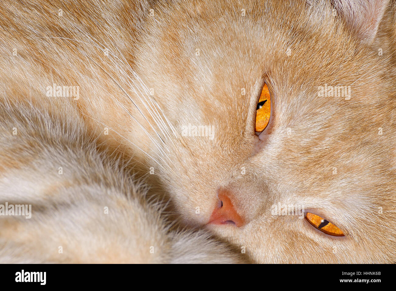 Red cat breeds Scottish-straight is photographed close-up Stock Photo