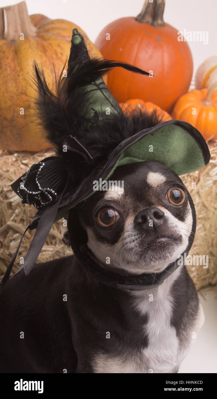 green, hat, dog, dogs, silly, puppy, halloween, costume, pumpkin, funny, brew, Stock Photo