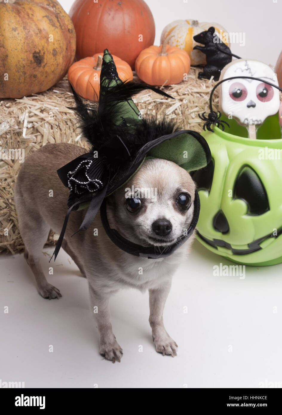 green, hat, dog, dogs, silly, puppy, halloween, costume, pumpkin, funny, brew, Stock Photo