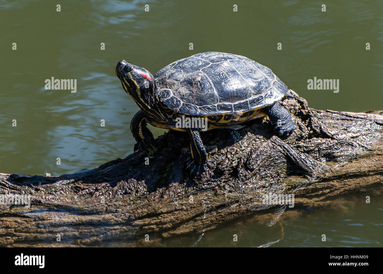 amphibian, reptiles, turtle, sunbathe, sunbathing, tortoise, upwards, waters, Stock Photo