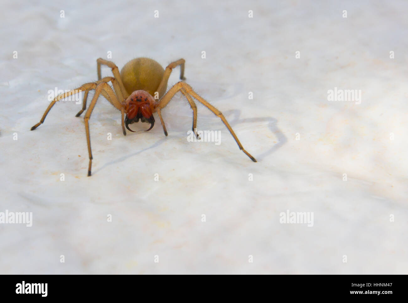 Spider with large fangs Stock Photo