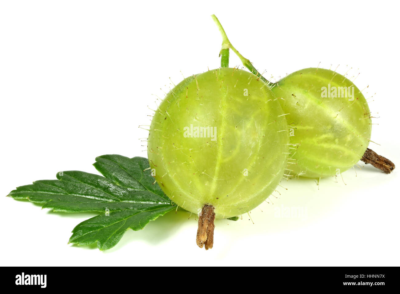 fresh picked gooseberries isolated on white background Stock Photo Alamy