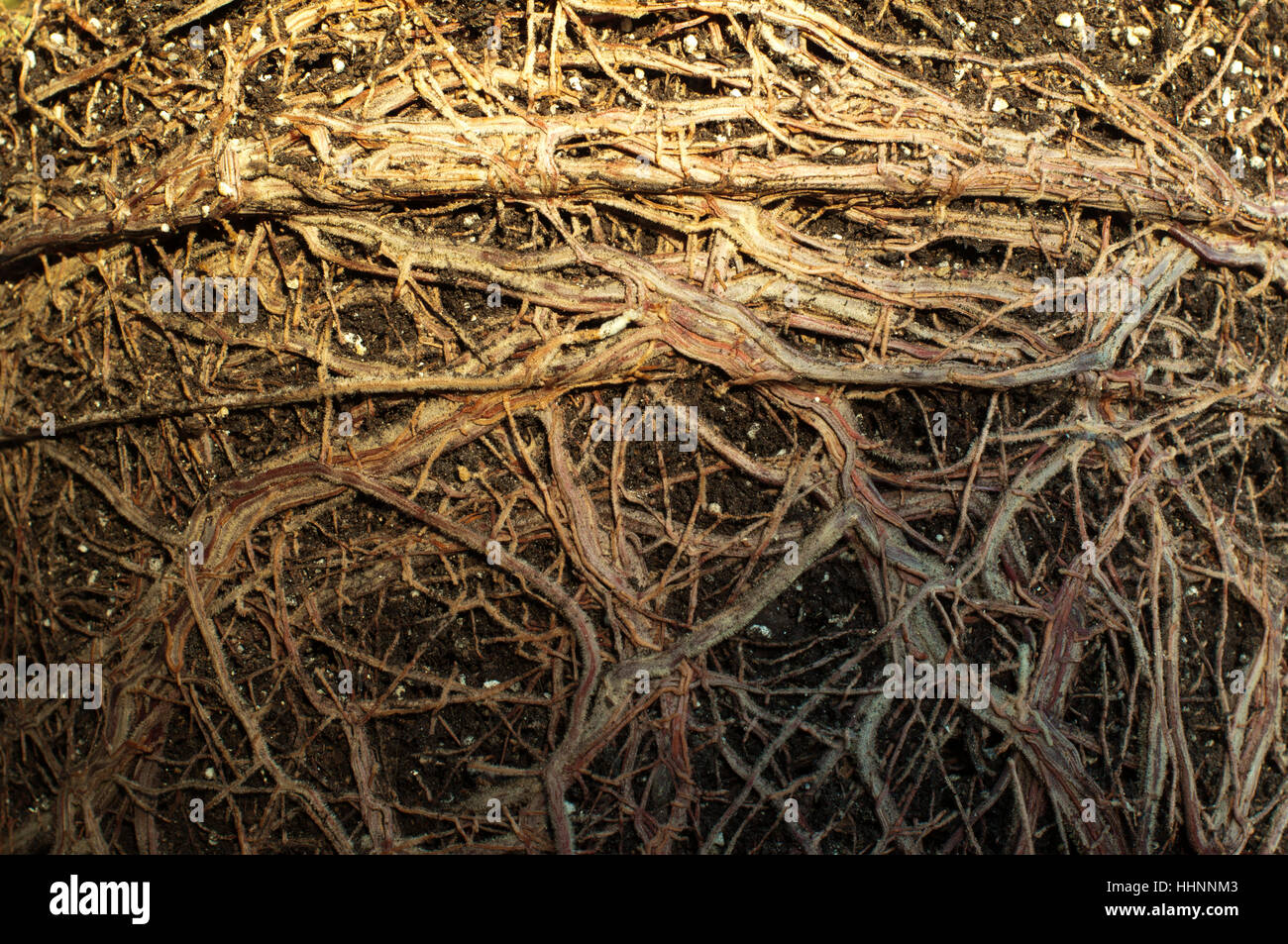 True Ground detail, environment, enviroment, closeup, flower, plant, ground, soil ...