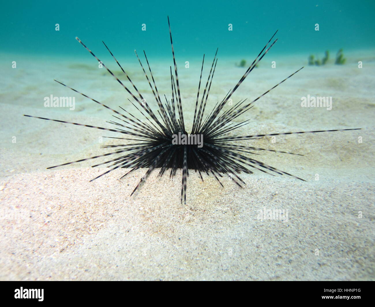 starfish,fish,dive,atoll,reef,starfish,nature,unter wasser,meereswelt Stock Photo