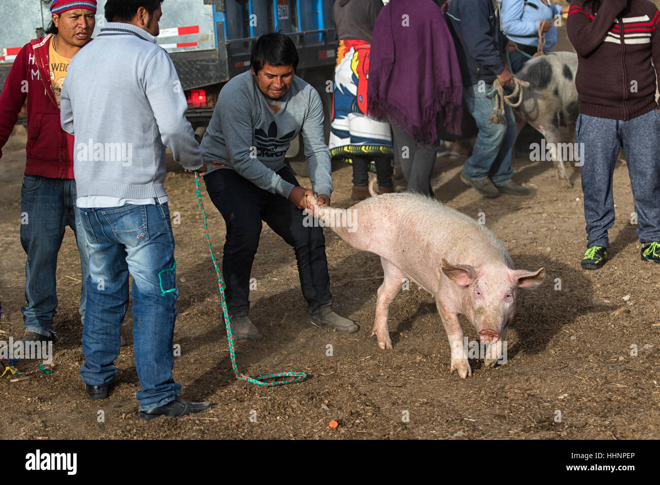August 6, 2016 Otavalo, Ecuador: a man hold back a pig from running away by grabbing one of the rear legs of the animal Stock Photo